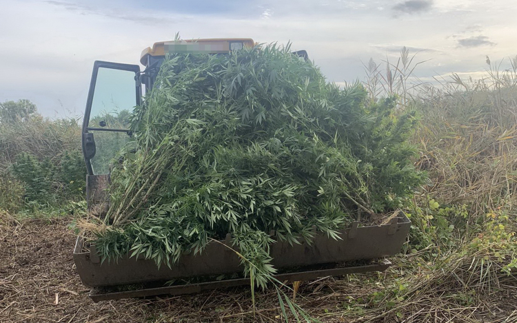 Hatalmas kannabisz-ültetvényt találtak Csépán